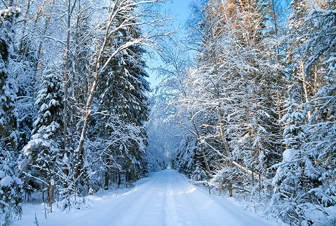 Winter landscape of a road through a forest